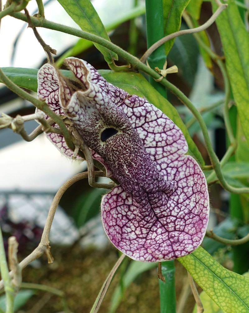 Aristolochia westlandii