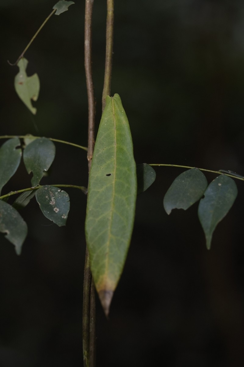 Aristolochia westlandii photo 2