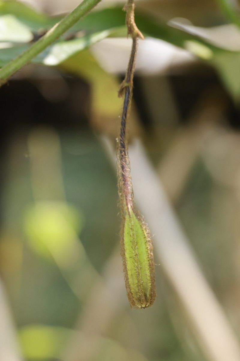 Aristolochia westlandii photo 3