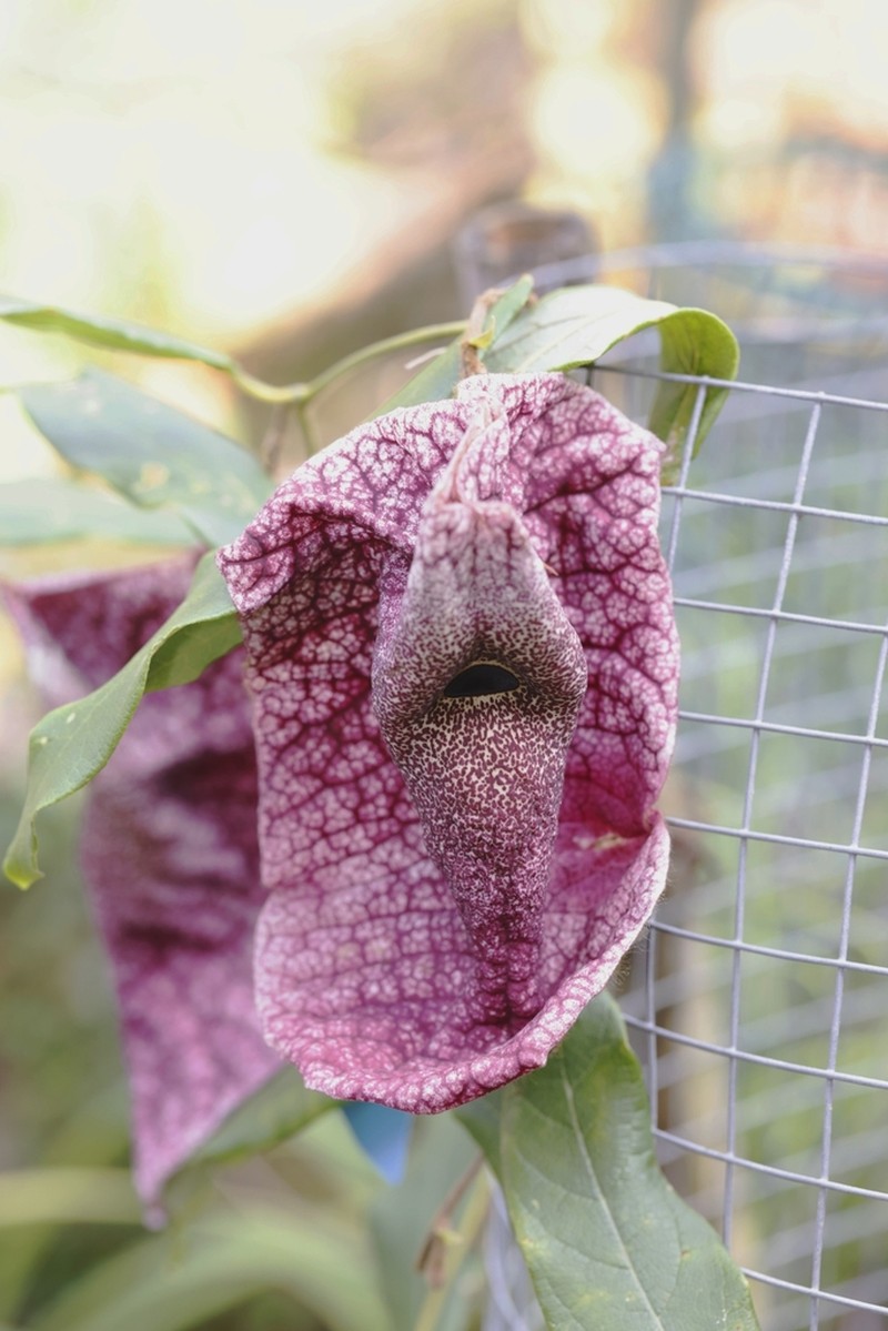 Aristolochia westlandii photo 4