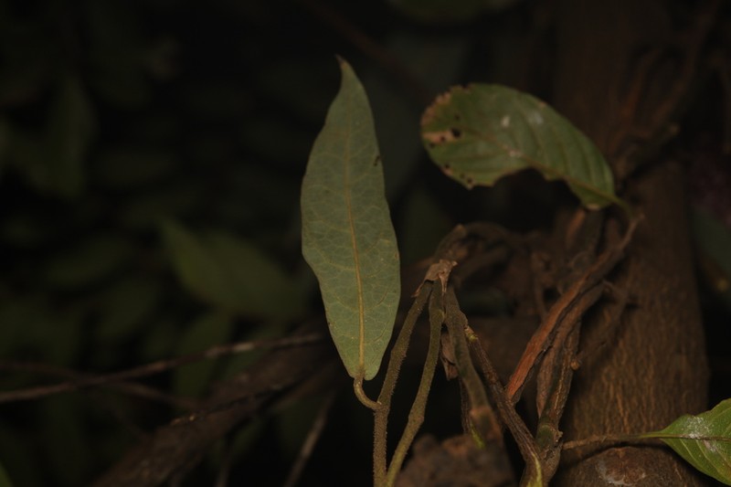 Aristolochia westlandii photo 5