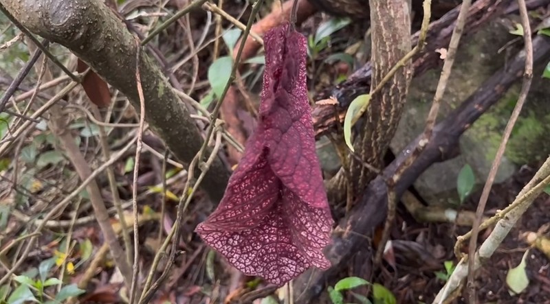 Aristolochia westlandii photo 7