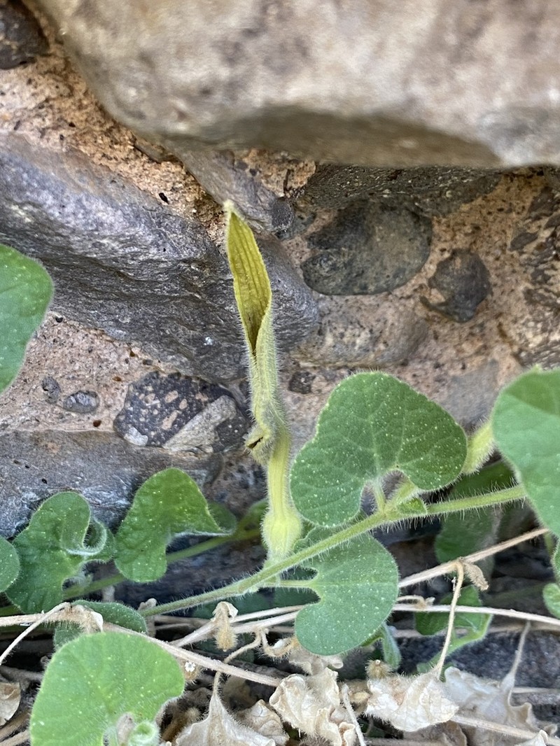 Wright's Dutchman's Pipe