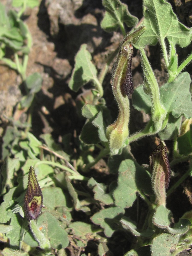 Wright's Dutchman's Pipe photo 2