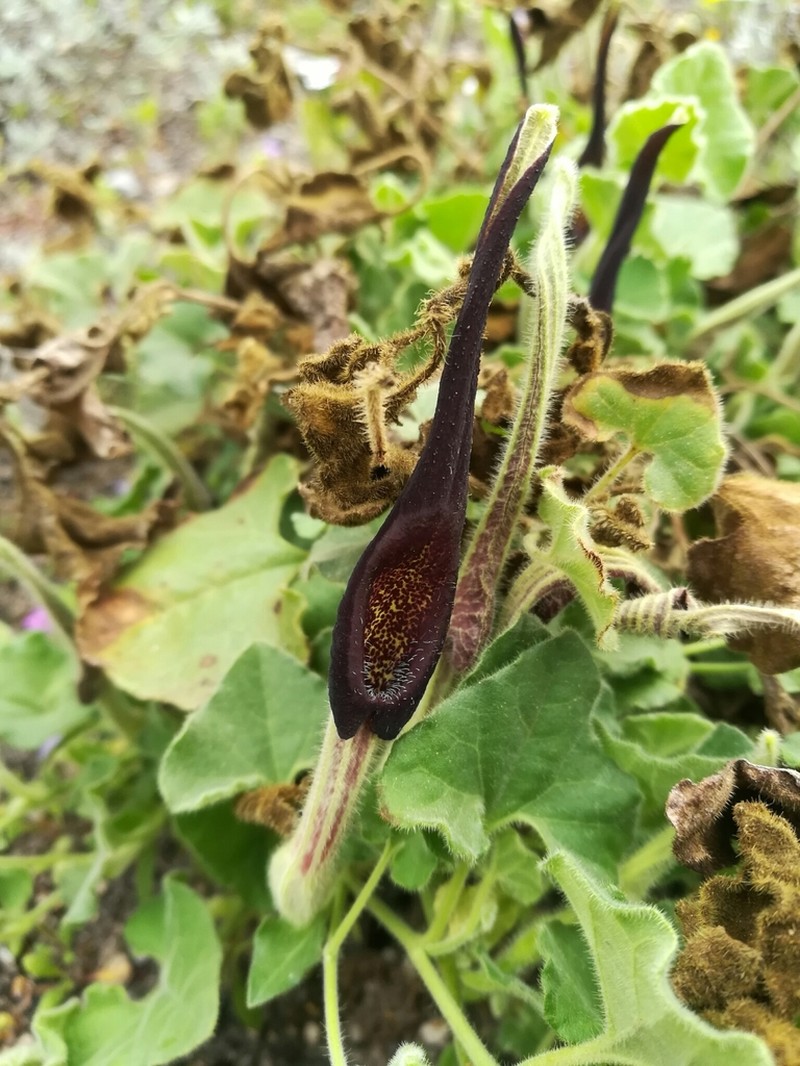 Wright's Dutchman's Pipe photo 3