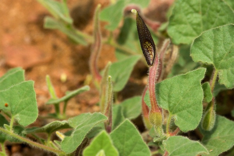 Wright's Dutchman's Pipe photo 4