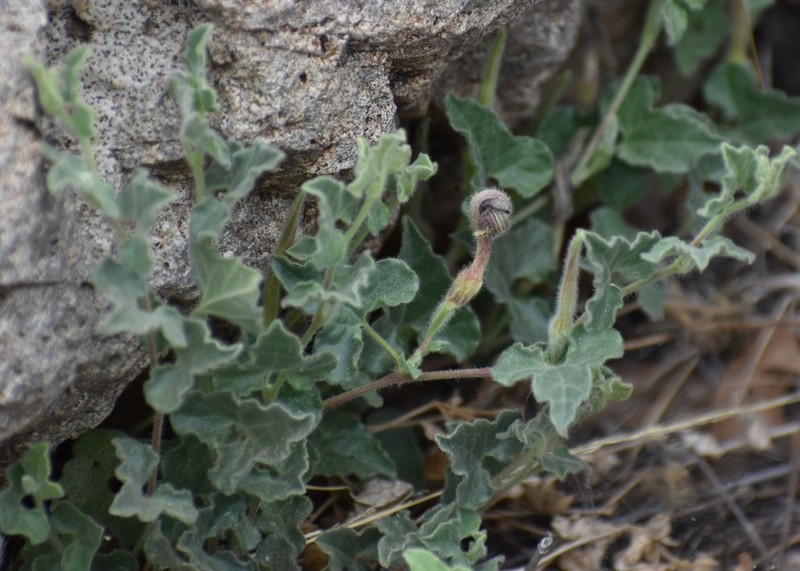 Wright's Dutchman's Pipe photo 5
