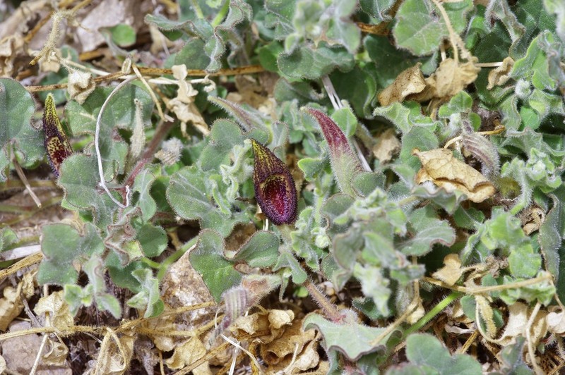 Wright's Dutchman's Pipe photo 6