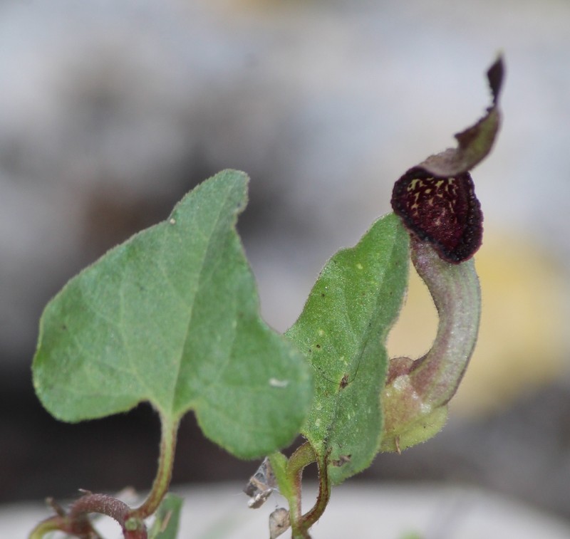 Wright's Dutchman's Pipe photo 7