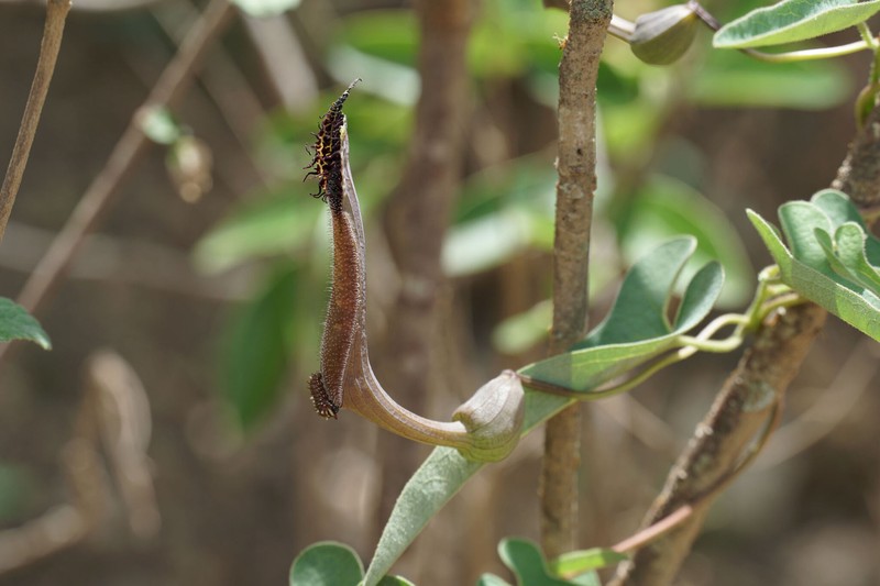Aristolochia xerophytica photo 2