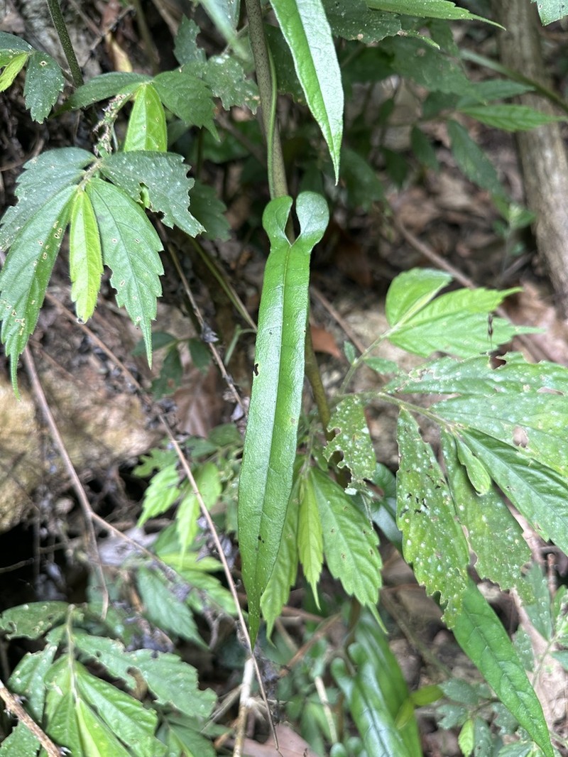 Aristolochia yujungiana