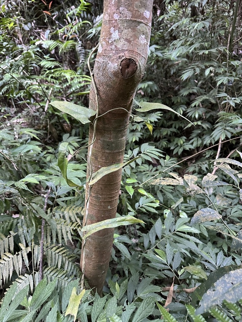 Aristolochia yujungiana photo 2