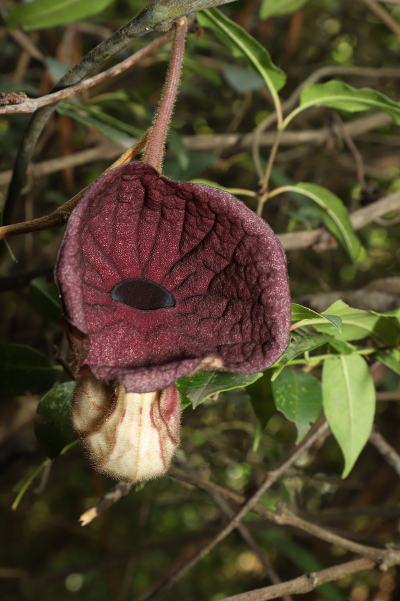 Aristolochia yunnanensis photo 3
