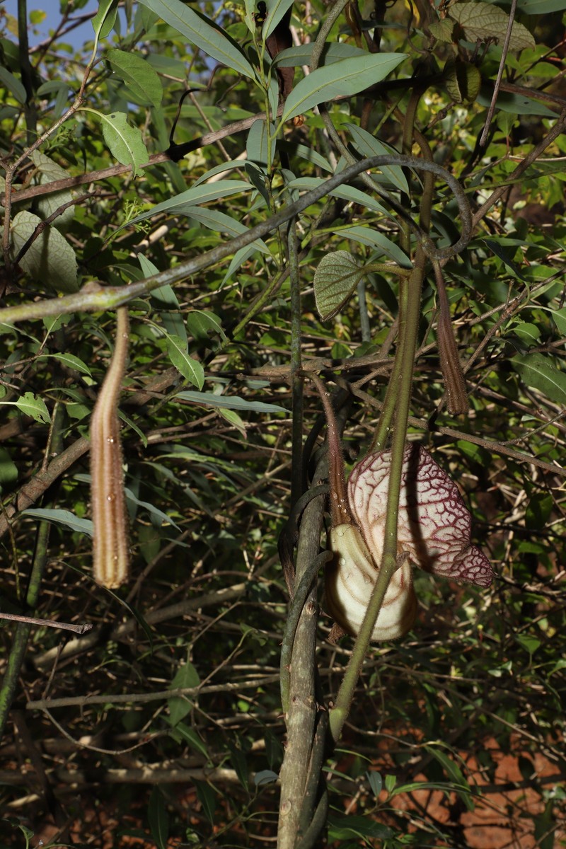 Aristolochia yunnanensis photo 4