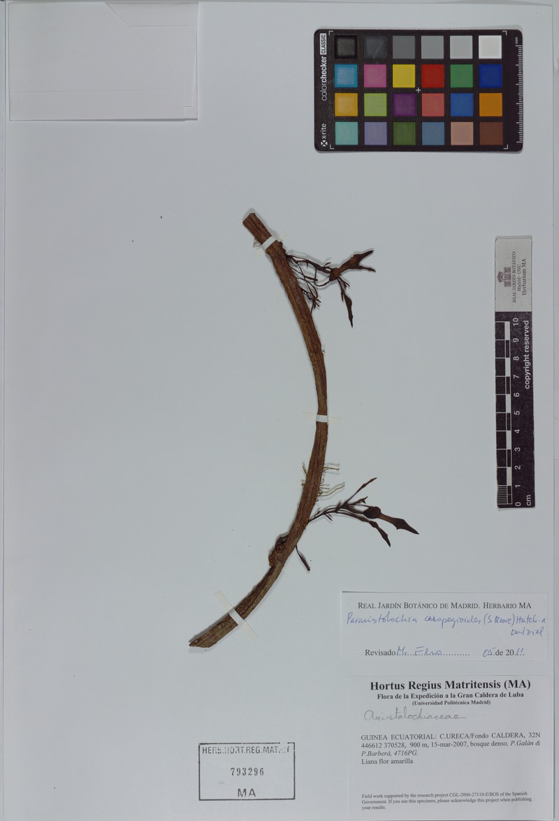 Aristolochia zenkeri