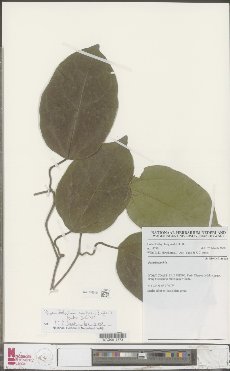 Aristolochia zenkeri photo 3