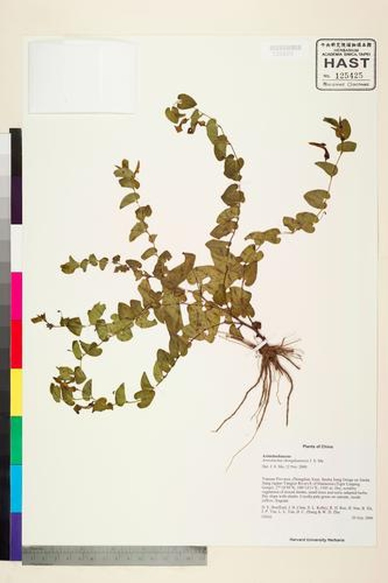 Aristolochia zhongdianensis