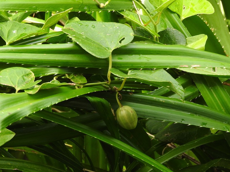 Aristolochia zollingeriana