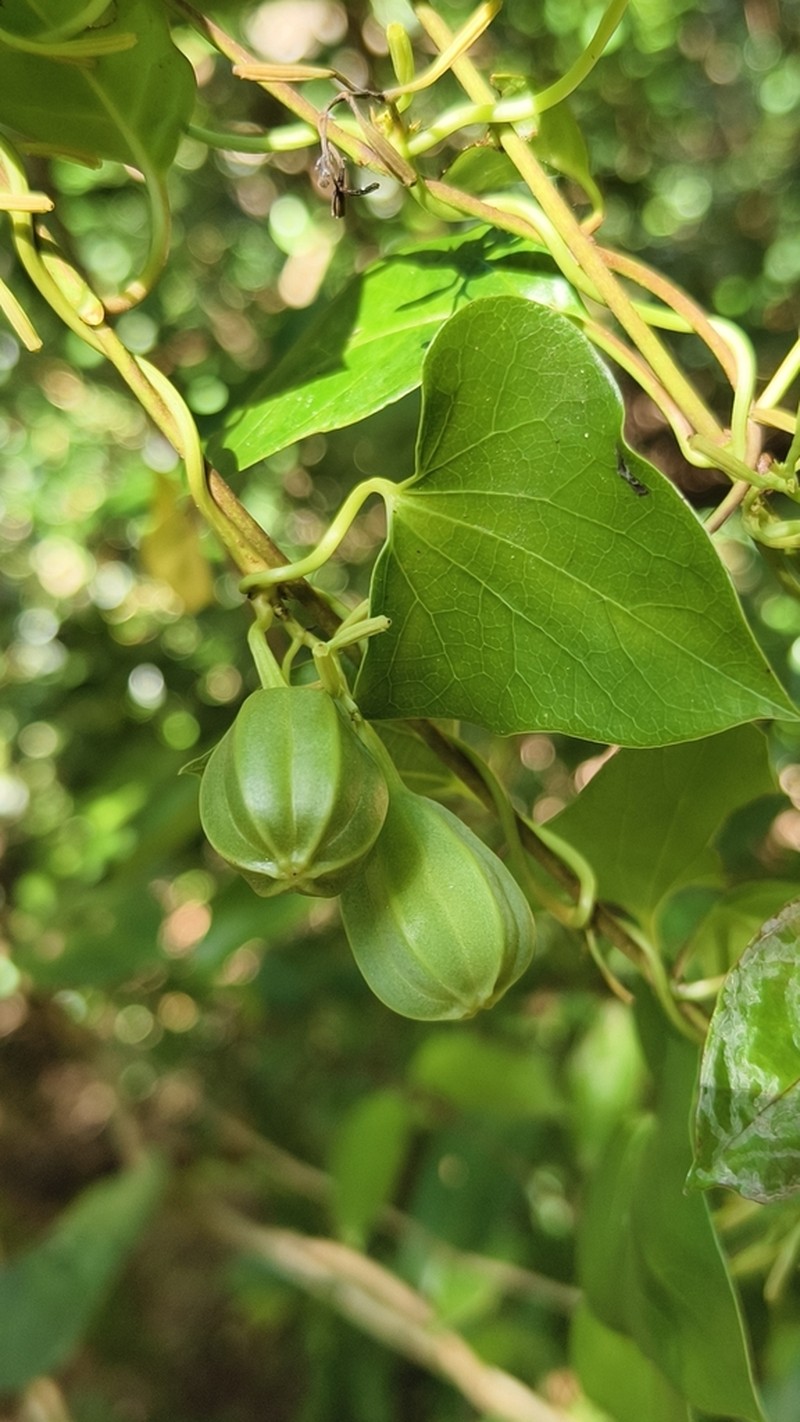 Aristolochia zollingeriana photo 2