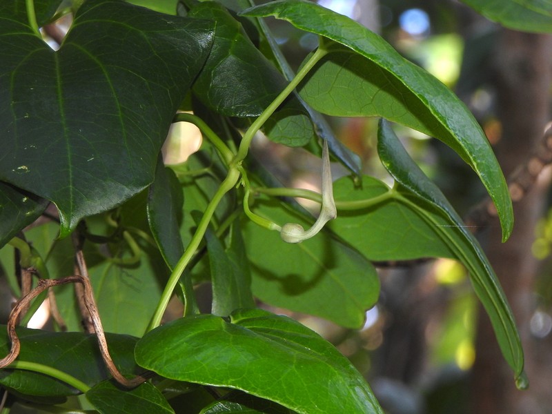 Aristolochia zollingeriana photo 3