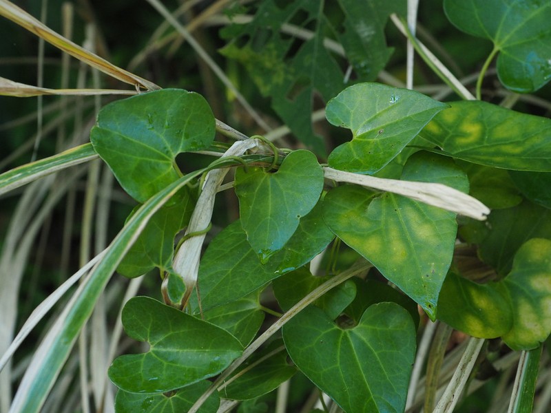 Aristolochia zollingeriana photo 4