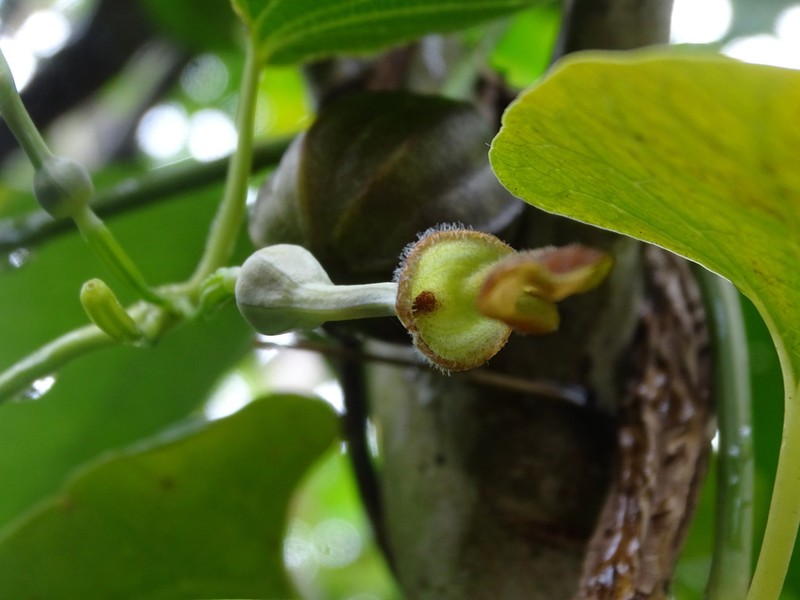 Aristolochia zollingeriana photo 5