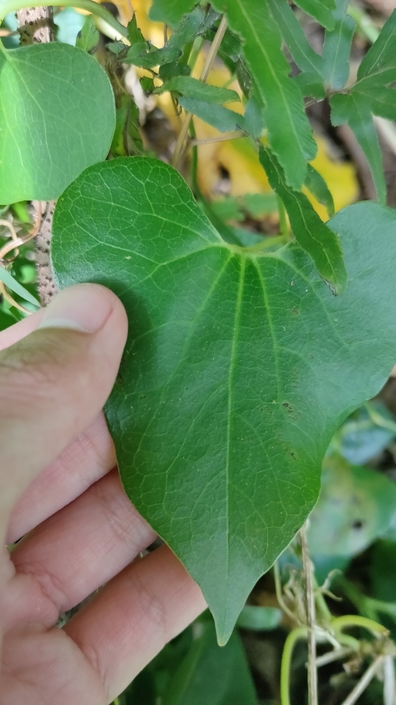 Aristolochia zollingeriana photo 6