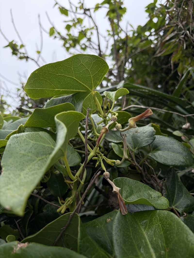 Aristolochia zollingeriana photo 8