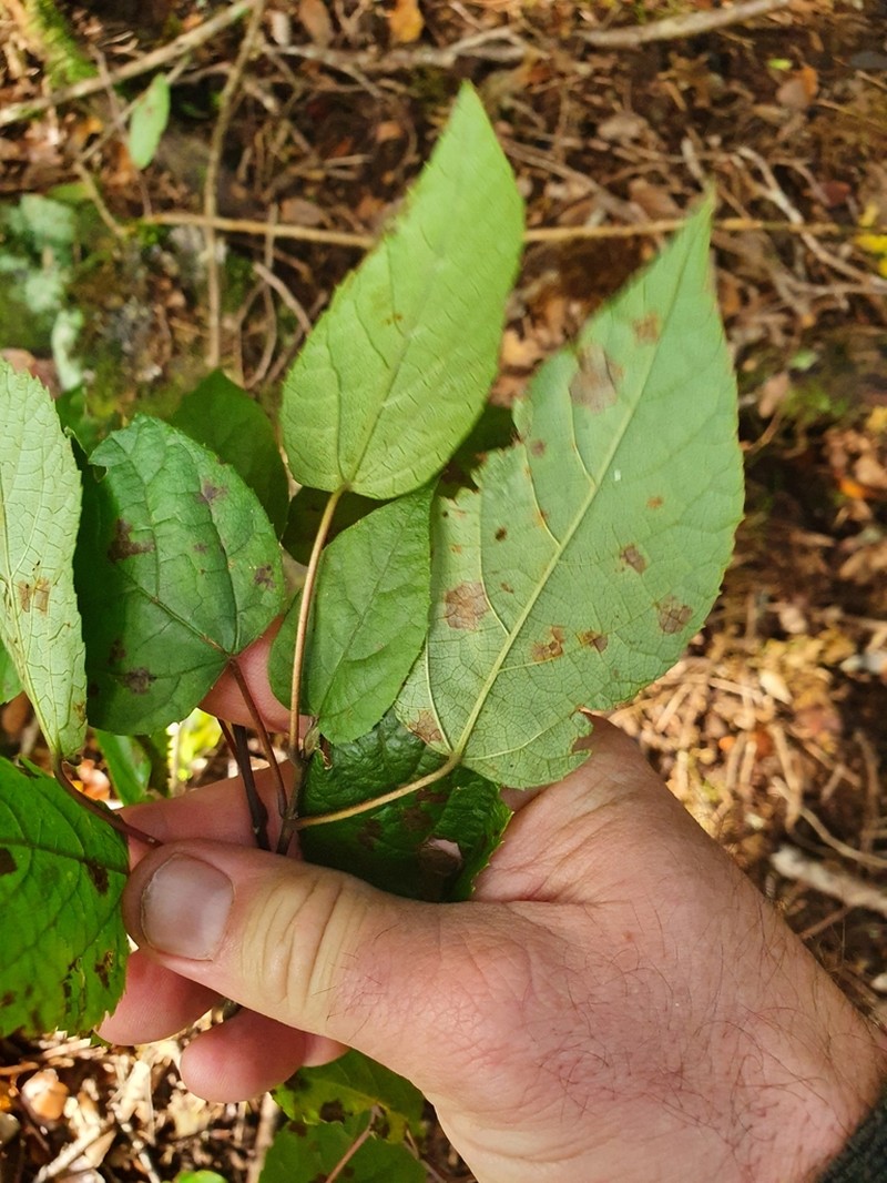 Aristotelia australasica