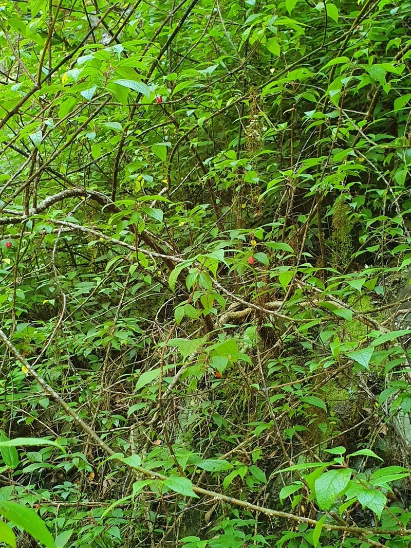 Aristotelia australasica photo 2