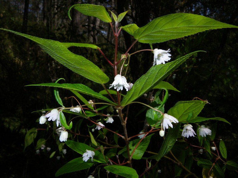 Aristotelia australasica photo 3