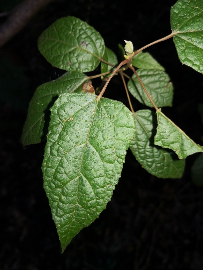 Aristotelia australasica photo 4