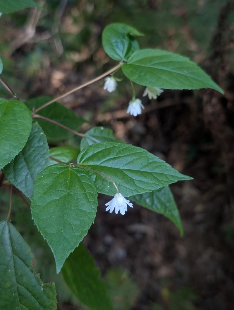 Aristotelia australasica photo 5