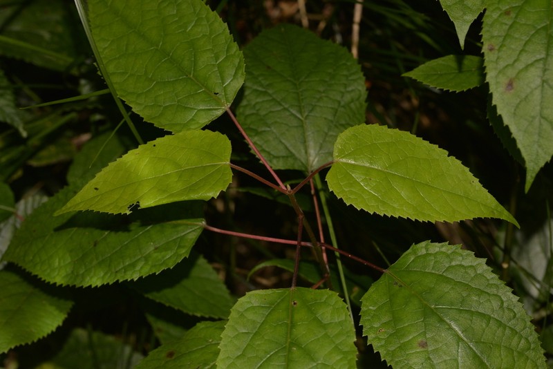 Aristotelia australasica photo 6