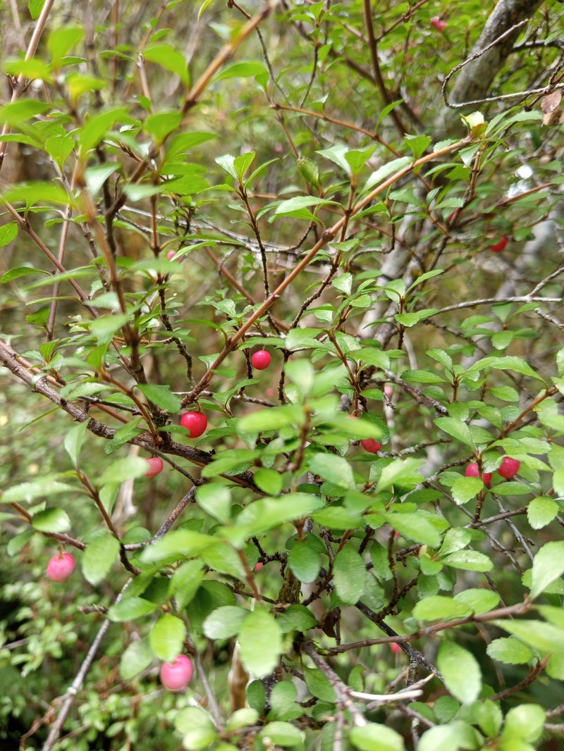 Aristotelia fruticosa