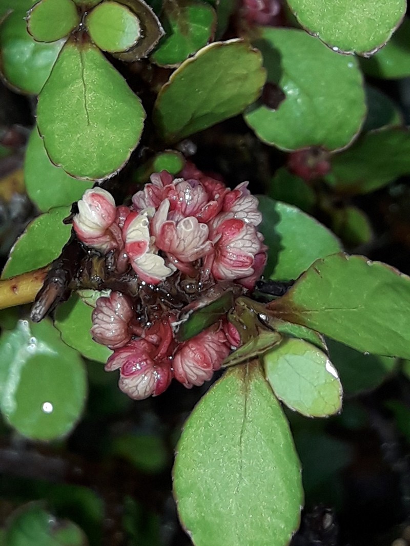 Aristotelia fruticosa photo 2
