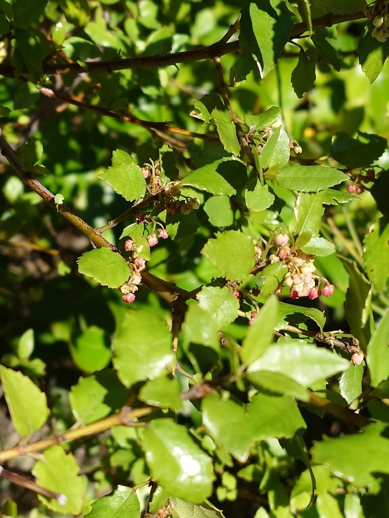 Aristotelia fruticosa photo 3