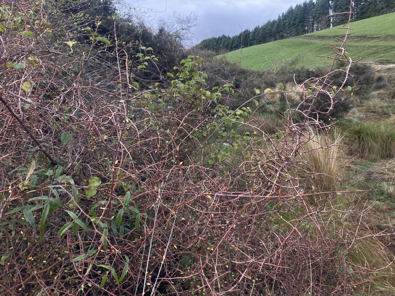 Aristotelia fruticosa photo 4