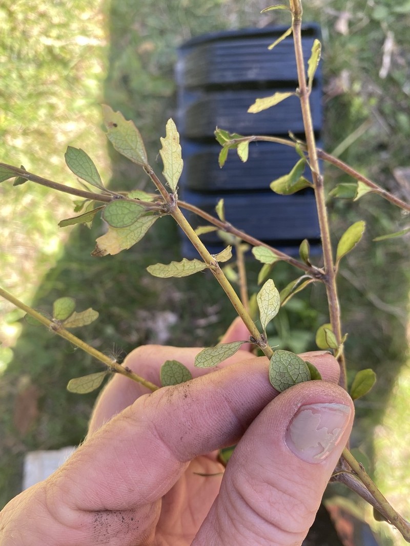 Aristotelia fruticosa photo 5