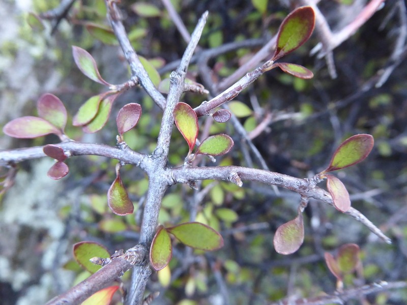 Aristotelia fruticosa photo 6