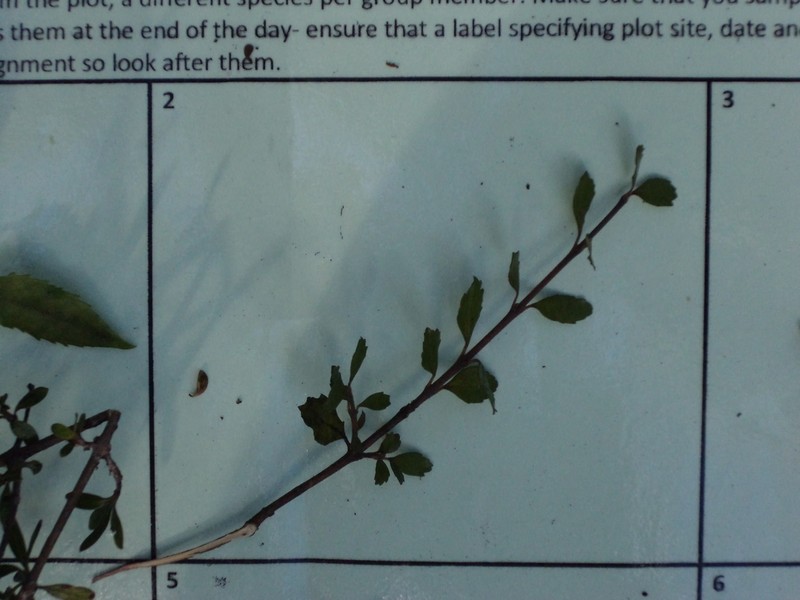Aristotelia fruticosa photo 7