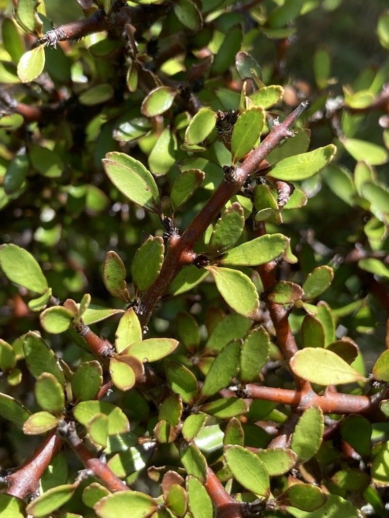 Aristotelia fruticosa photo 8