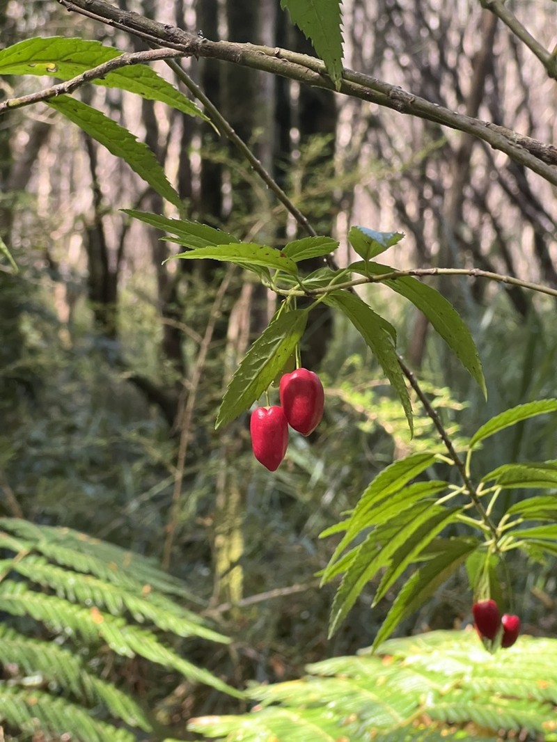 Aristotelia peduncularis photo 2