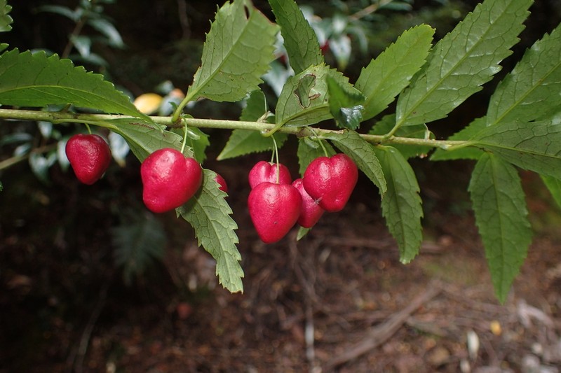 Aristotelia peduncularis photo 3