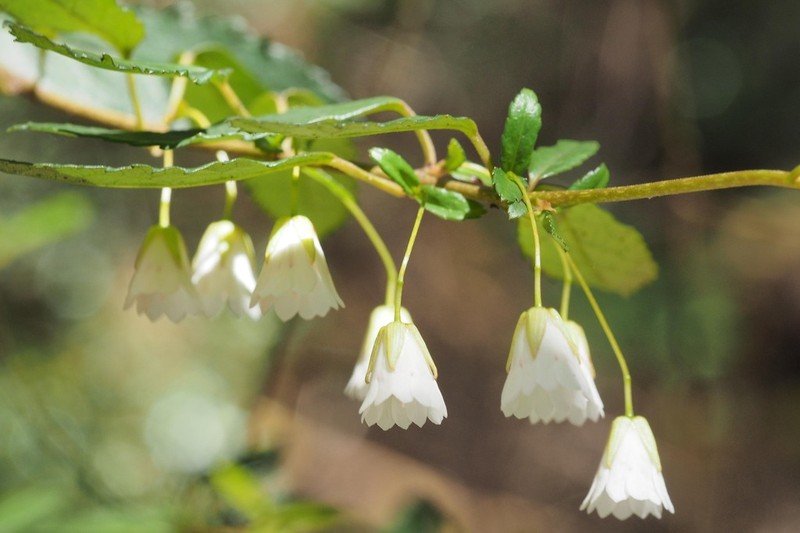 Aristotelia peduncularis photo 4