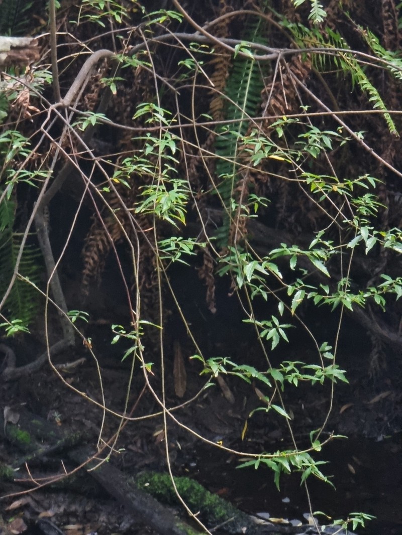 Aristotelia peduncularis photo 5