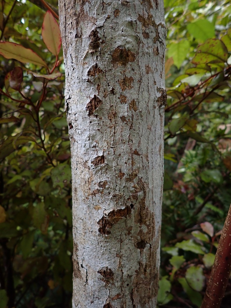 Aristotelia serrata photo 2