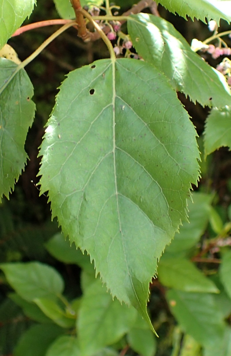 Aristotelia serrata photo 3