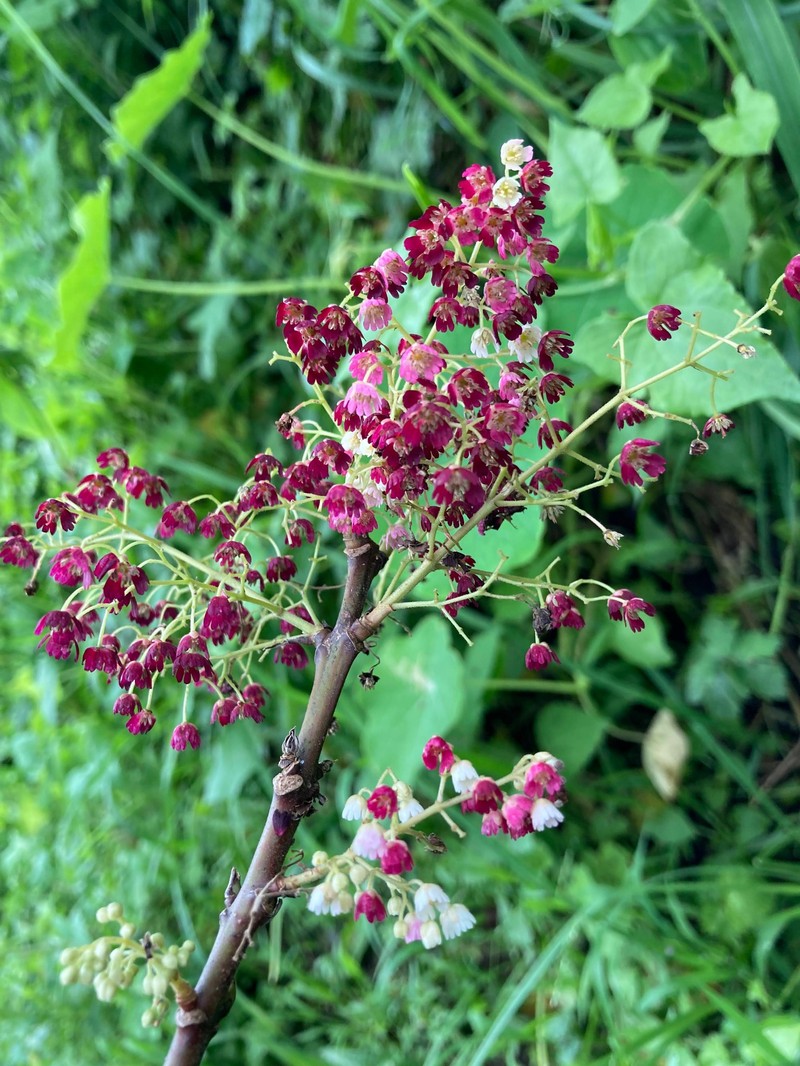 Aristotelia serrata photo 5