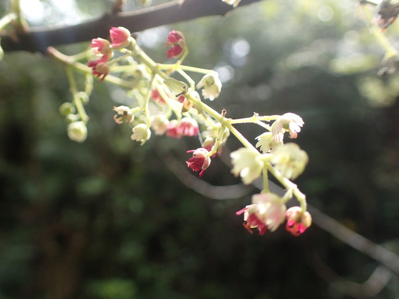 Aristotelia serrata photo 6